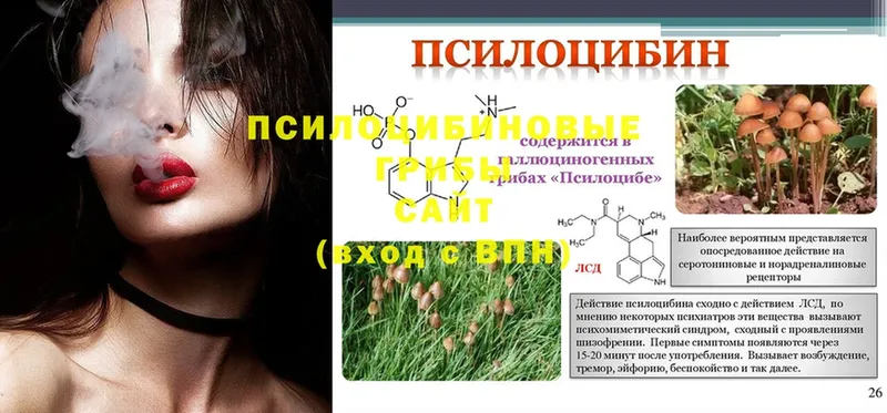 Галлюциногенные грибы Psilocybe  blacksprut ONION  Руза 